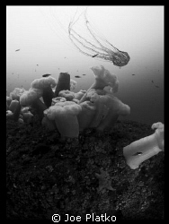 Shot taken last May at the metridium fields in Monterey, ... by Joe Platko 
